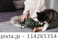 Husky little poppy plays with a child 114265354