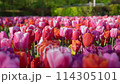キューケンホフ公園のチューリップ 114305101