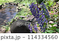 A bluish-purple Corydalis ambiguus blooming beside a stream A bluish-purple Corydalis ambiguus blooming beside a stream 114334560