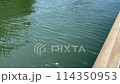 Fixed-point observation video of the river 114350953