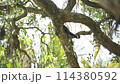 Agile Monkey Leaping Between Tree Branches in Lush Jungle 114380592