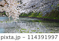 青森県弘前市の弘前城外堀の桜と桜吹雪 114391997