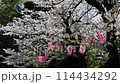 Yoshino cherry tree 114434292