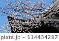 Yoshino cherry tree 114434297
