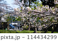 Yoshino cherry tree 114434299