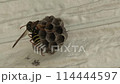 アシナガバチの巣 114444597