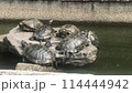 かめ　亀　Turtle 114444942