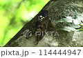 せみ　アブラゼミ　あぶらぜみ 114444947