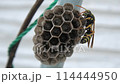 働き蜂　アシナガバチ　蜂の巣 114444950