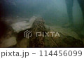 オオサンショウウオ2 114456099