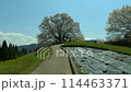 岡山醍醐桜1 114463371