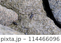 Fukushima 114466096