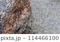 Fukushima 114466100