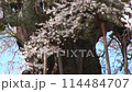 岡山醍醐桜2 114484707