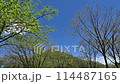 藍天白雲下，鮮綠的樹葉在風中搖曳的景色 114487165
