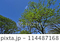 藍天白雲下，鮮綠的樹葉在風中搖曳的景色 114487168