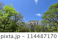 藍天白雲下，鮮綠的樹葉在風中搖曳的景色 114487170