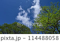 藍天白雲下，鮮綠的樹葉在風中搖曳的景色 114488058