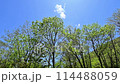藍天白雲下，鮮綠的樹葉在風中搖曳的景色 114488059