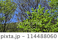 藍天白雲下，鮮綠的樹葉在風中搖曳的景色 114488060