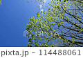 藍天白雲下，鮮綠的樹葉在風中搖曳的景色 114488061