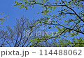 藍天白雲下，鮮綠的樹葉在風中搖曳的景色 114488062