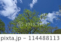 藍天白雲下，鮮綠的樹葉搖曳的風景 114488113