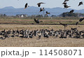 田んぼに降り立つマガンの群れ 114508071