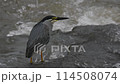 広瀬川で魚を二度捕まえるササゴイ 114508074