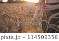 One woman in a wheat or rye field. Collects ears of rye. Golden hour, sunset. Summer. Alone in the field. 114509356