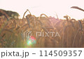 Wheat field at sunset Evening golden hour 114509357