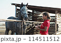 A woman dressed in red feeds gray horse in a stall. 114511512