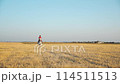 A woman in a red uniform walks on a white horse in a field of hay Moves towards the camera Wide shot 114511513