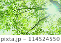 新緑の青もみじが風に揺れて木漏れ日がきらめいているシーン 114524550