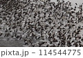 一斉に飛び立つオナガガモの群れ 114544775