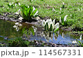 Skunk cabbage blooming in the Hittori Marshlands in the Kitakami Highlands 114567331