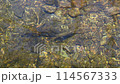 Char that lives in the Hittori Marshland in the Kitakami Highlands 114567333