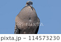 電線の上で鳴くキジバトの動画 114573230