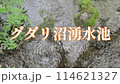 八甲田山古達裡沼澤泉池 114621327