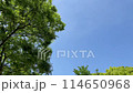 tree swaying in strong wind 114650968