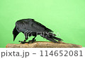 A carrion crow looking around on a tree 114652081