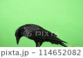 A carrion crow opens and closes its mouth and watches its feet. 114652082