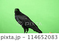 A carrion crow pecking at the feet 114652083