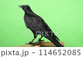 A defecation carrion crow 114652085