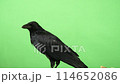 A carrion crow looking around restlessly 114652086