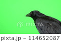 A carrion crow looking around 114652087