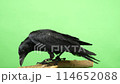 Carrion crow sharpening its beak 114652088