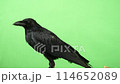 Stomping Crow 114652089