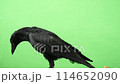 Carrion crow looking down 114652090