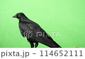The back view of a carrion crow looking into the distance 114652111
